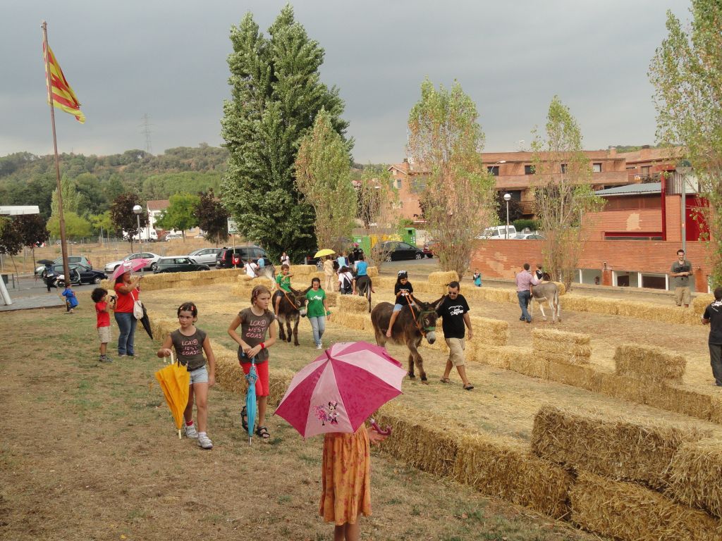 Rucada - Foto 38901201