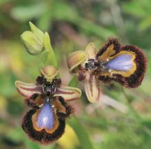 Exposició: Orquídies de Catalunya