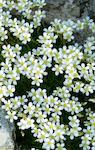 Flors 1