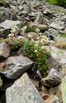 flors-2