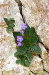 flors-3