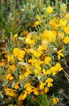 flors-5