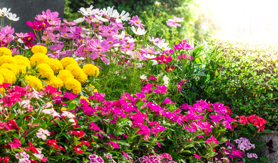plantes