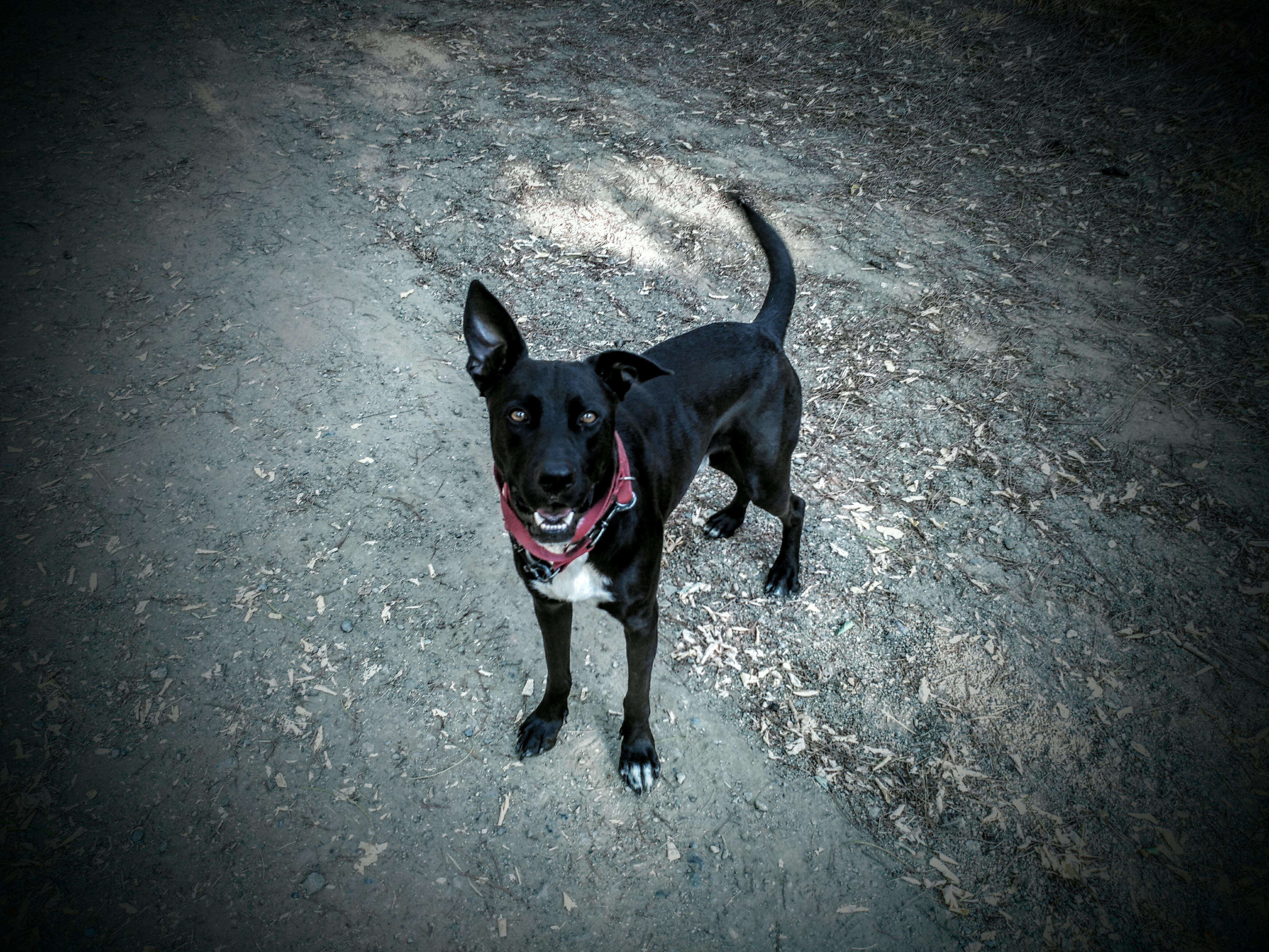balu