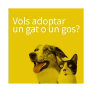Adopció gats i gossos