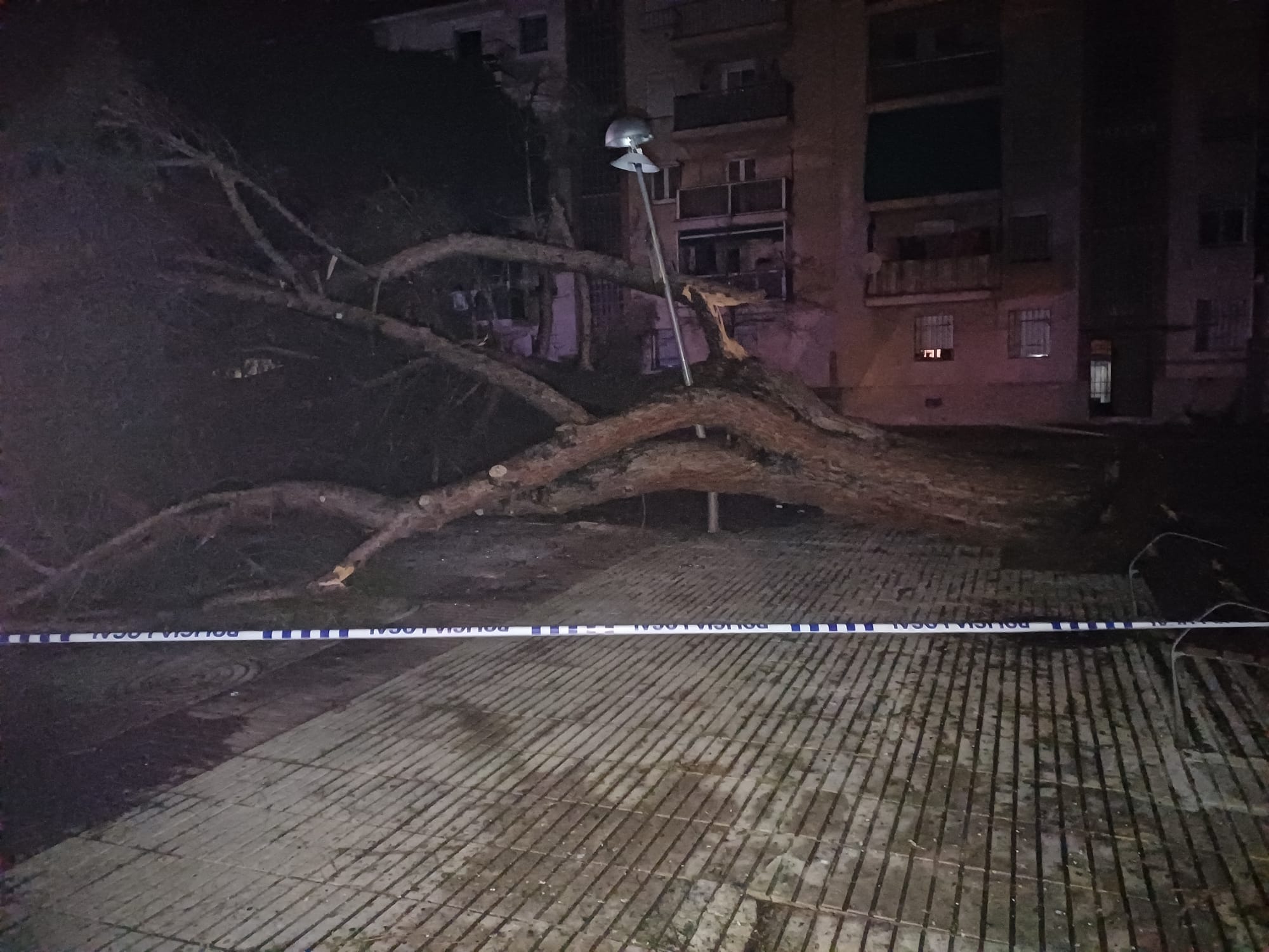 CARDENAL CISNEROS ARBRE